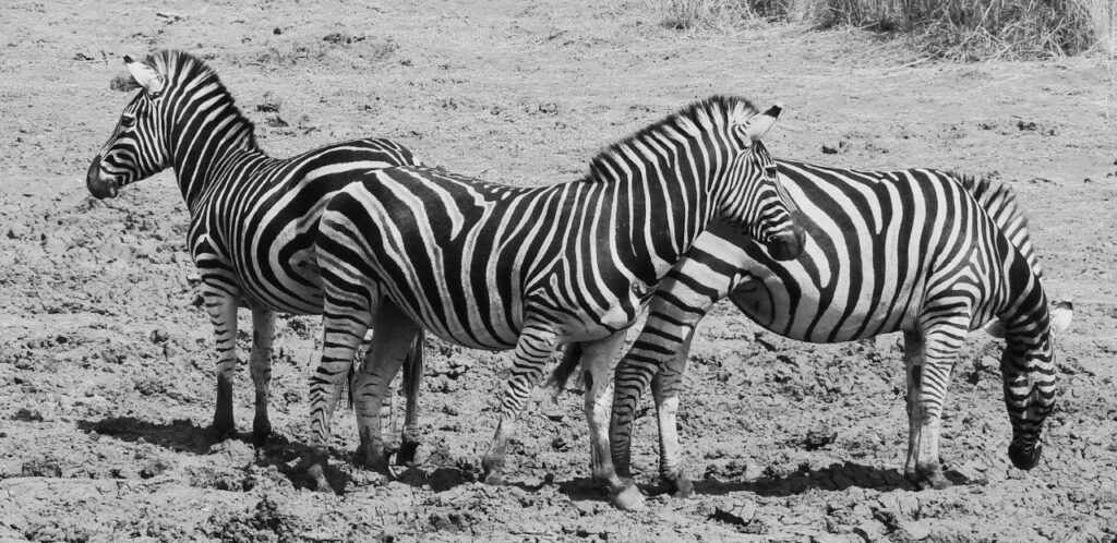 Plains Zebra in Pilanesberg National Park