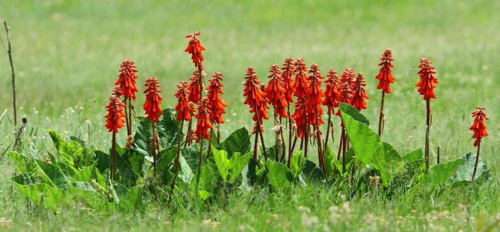Cluster of Erythrina zeyheri, known as Ploegbreker, in bloom in Mpumalanga grasslands