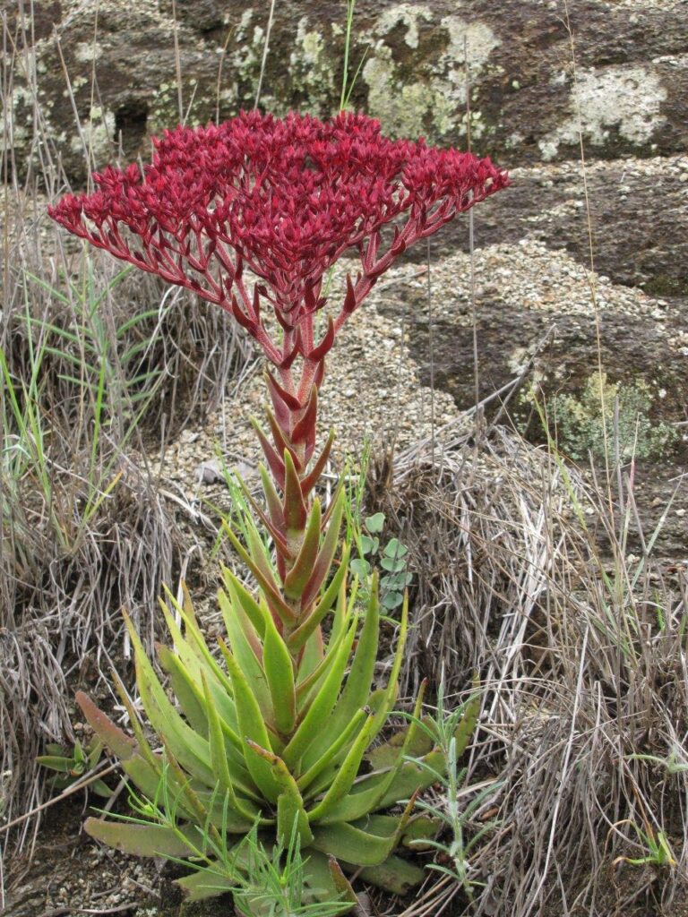 Crassula perfoliata flowering in the Western Cape, showing bright red blooms